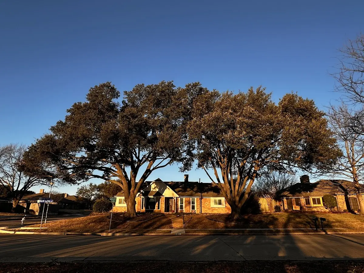 Established residential canopy tree shading a home in Black Creek
